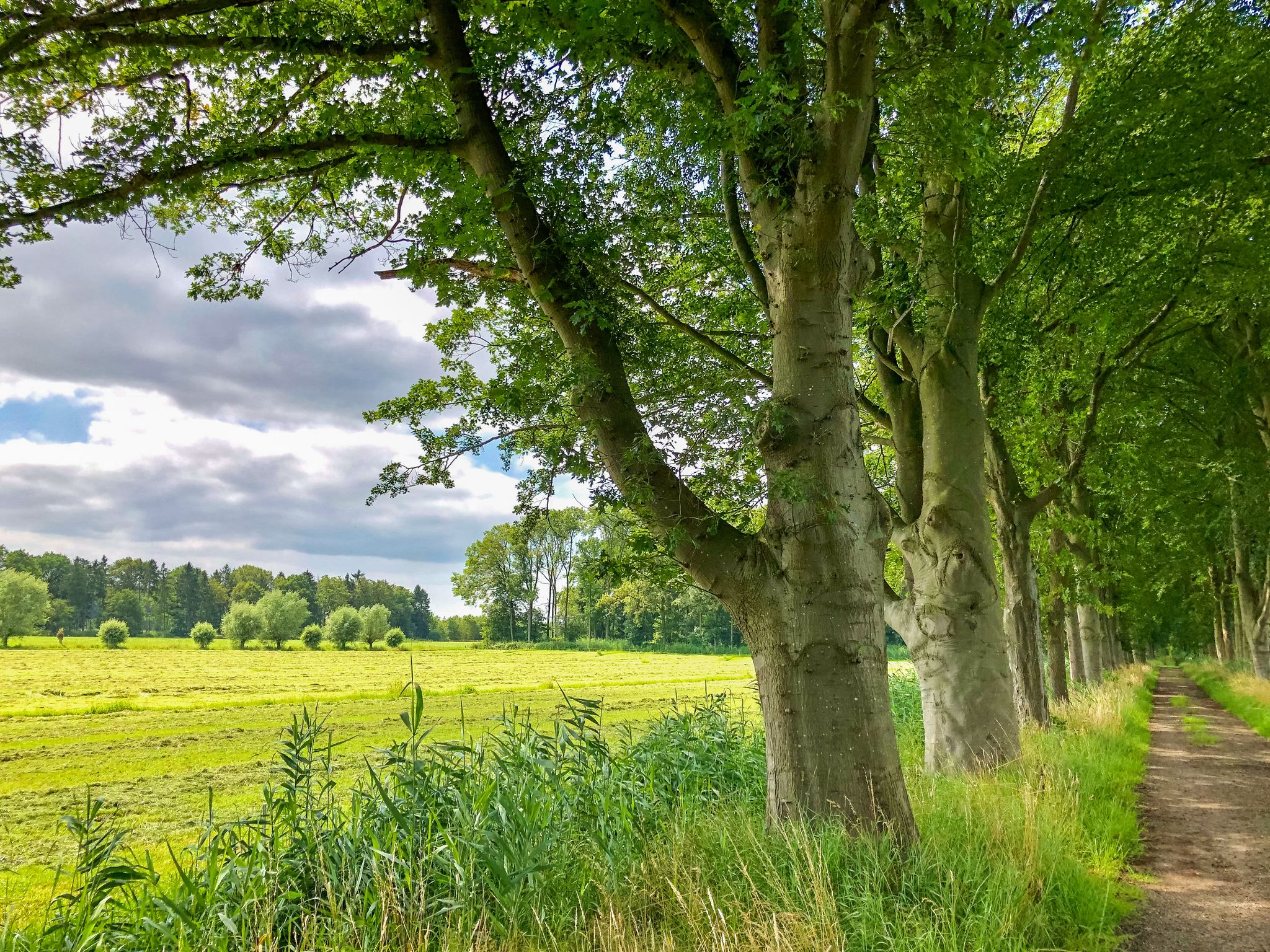 Bomenrij Trekvogelpad fotograaf Emiel van den Boomen