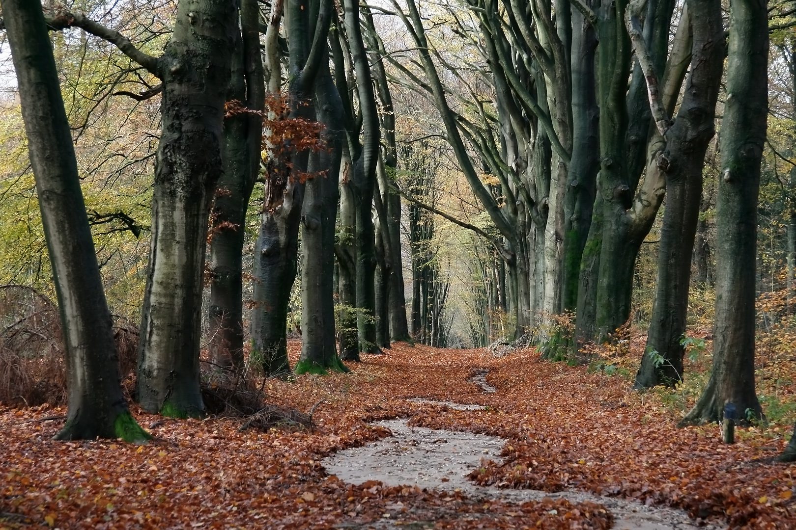 Landschap-bos-KoosDansen-0277